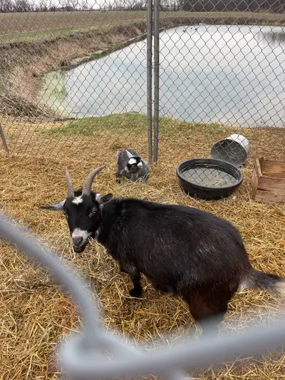 Nigerian dwarf goat/ pigmy , View more