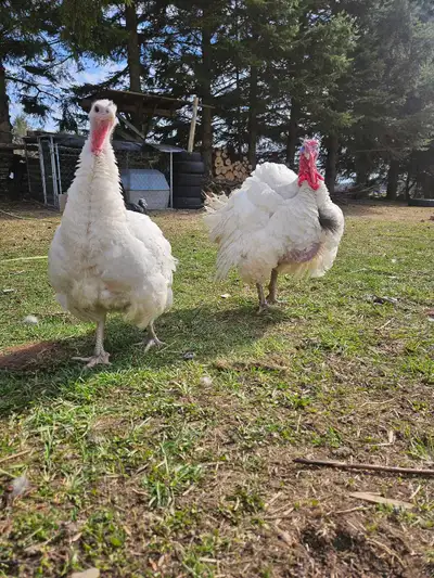 Bonded pair, very friendly. She is laying eggs daily. Good with children and other animals, both are...
