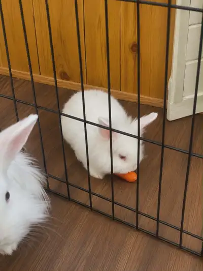 reste que nos petit lapin blanc , View more