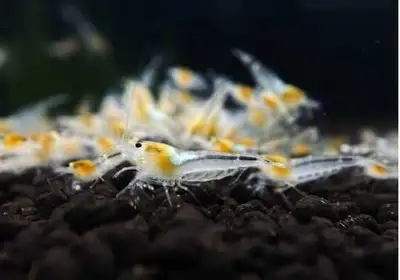 Crystal white shrimp(Caridina shrimp), View more