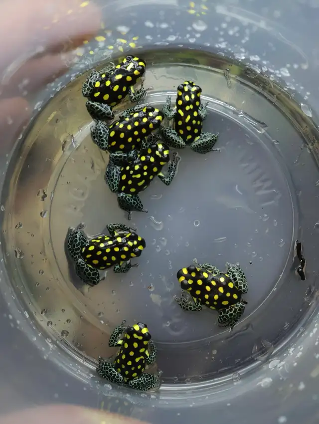 Ranitomeya vanzolinii in Reptiles & Amphibians for Rehoming in North Shore - Image 2