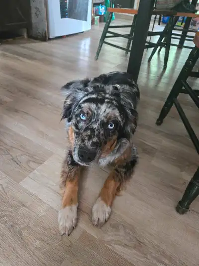 Mâle bleu merle 8 mois cherche nouvelle famille. Il est un super chien. Bon compartment. Habitué les...