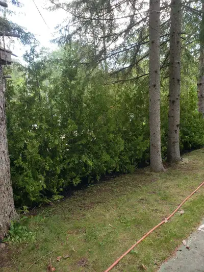 Fast Growing Natural Privacy! Eastern White Cedar Trees 3-12ft Perfect for privacy hedges! Pick up,...