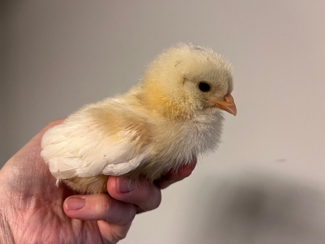 Easter and Olive egger chicks  in Livestock in Kawartha Lakes - Image 4