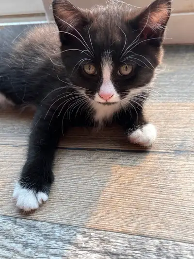 Kittens looking for a new home, View more