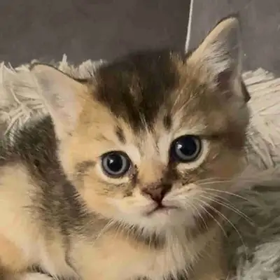 Cute Kittens in need of a loving home!, View more