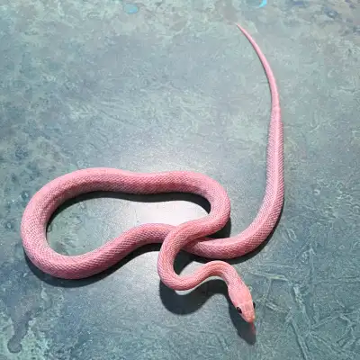 Hypo Lavender Tessera Corn Snake, View more
