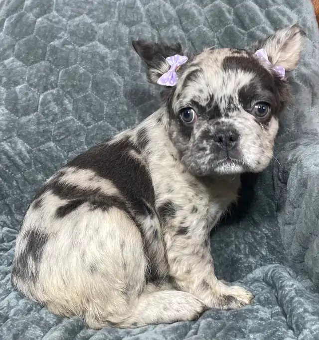 Exotic Fluffy French Bulldogs CKC in Dogs & Puppies for Rehoming in Edmonton - Image 3