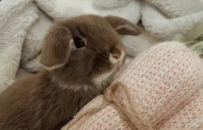 She is prurebread holland lop I got her from a breeder I can no longer care for her I have extreme a...