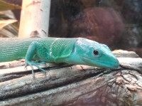 Green Keel Bellied Lizard