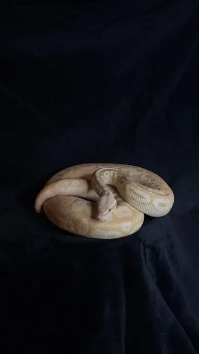 Ball Python, View more