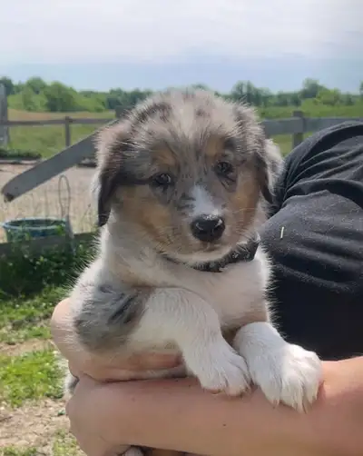 Purebred mini Aussie pups!, View more