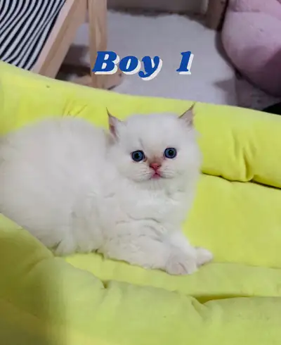 Ragdoll Himalayan Kittens, View more