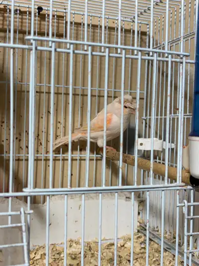 canary for sale, View more