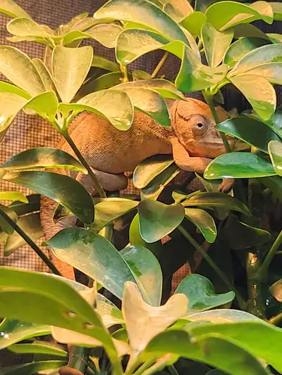 Female Panther Chameleon with Complete Habitat, View more