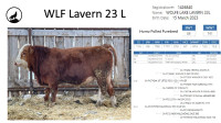 Fullblood and Purebred yearling Simmental Bulls