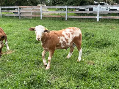 Katahdin Ram Lambs, View more