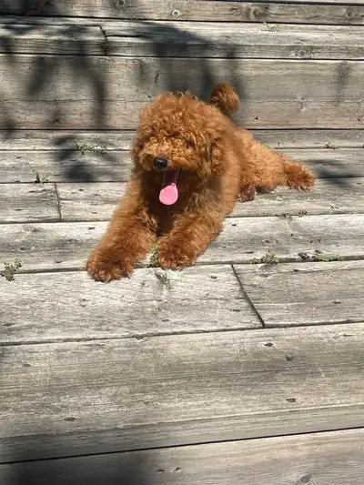 Premium Toy Poodle Puppies – Smart, Loving & Ready, View more