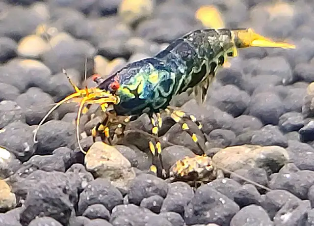 High Quality Caridina Shrimps in Fish for Rehoming in Ottawa - Image 2