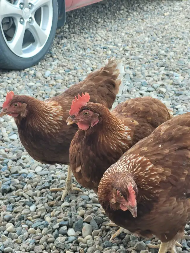 Farm Fresh Eggs544789767484887042