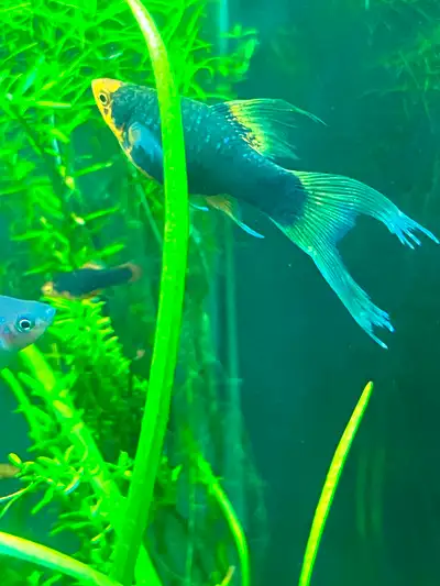 High fin veil tail platy juveniles, View more