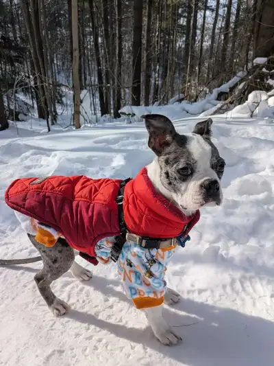 Dog walking group, View more