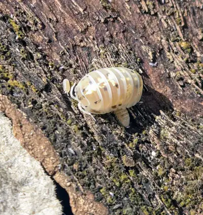 Magic Potion Isopods - A vulgare, View more