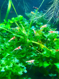 Crystal Red x Tiger  caridina shrimp (Aquarium Shrimp)