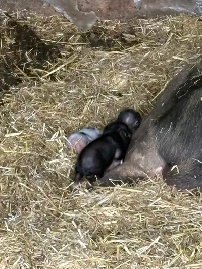 piglets(mini pot belly ), View more