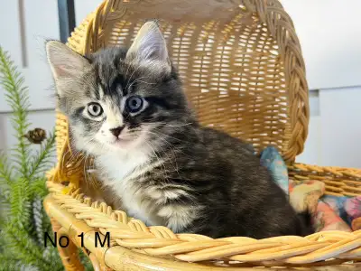 4 kittens ready for their forever homes, View more