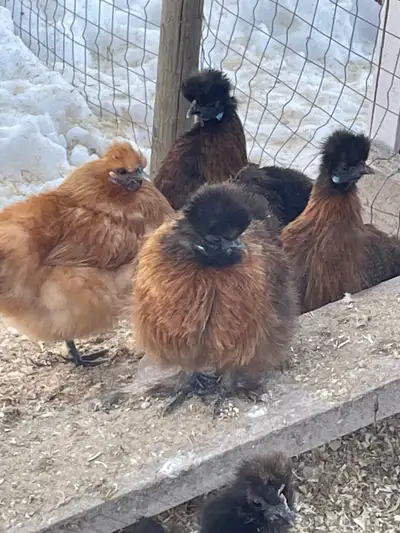 All colors are together. $40 a dozen or 2 for $60 or 3 for $80 for hatching eggs.WILL SHIP! Can hatc...