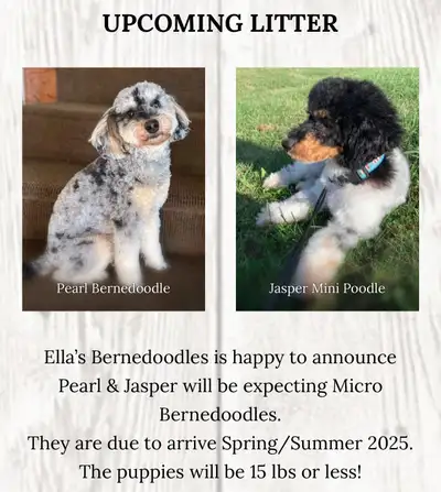 Micro Bernedoodles Coming SOON!, View more