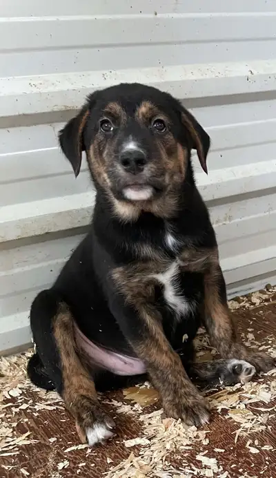 Yellow Lab cross Border Collie (Borador) Puppies for Sale, View more