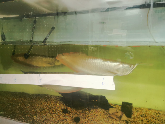 Huge price dropped 65g Tank & 1 - 18" Silver Arowana in Other Pets for Rehoming in Markham / York Region - Image 2