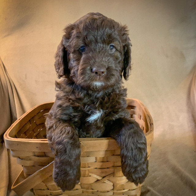 Adorable Multigenerational Doodles ready this week! in Dogs & Puppies for Rehoming in City of Halifax - Image 3