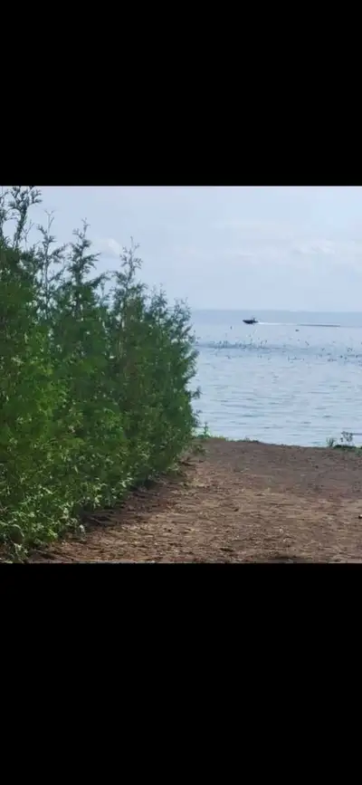 12ft to 14ft Eastern white cedar hedging trees for sale. 175$ each- includes delivery and planting W...