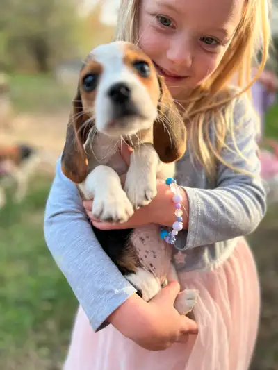 Beagle CKC Registered female , View more