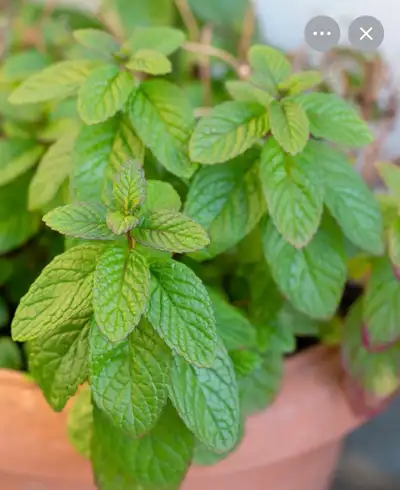 mint leaves, View more