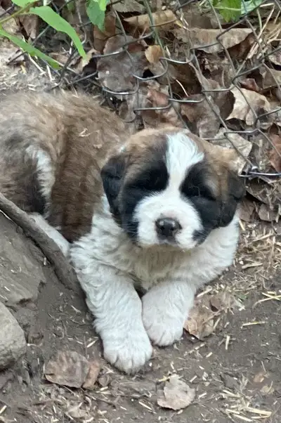 St Bernard Puppies, View more