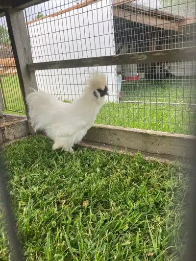 $25 OBO white silkie rooster, View more