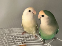 Bonded pair of Love Birds