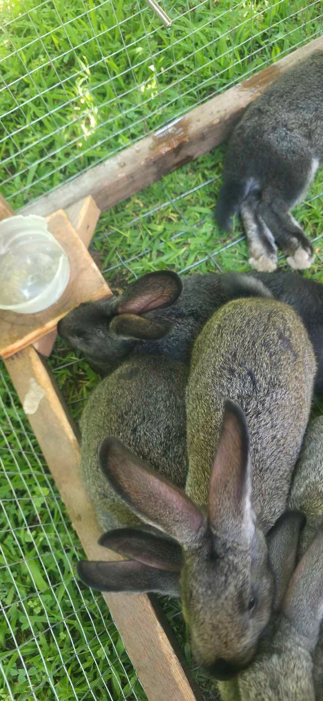 Rabbits for meat or pets in Small Animals for Rehoming in Hamilton - Image 3
