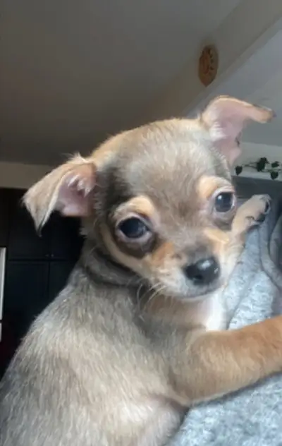 **Vaccinated & ready for rehoming** Chocolate Male: $1000 Tri-colour FEMALE born on January 30th, Mo...