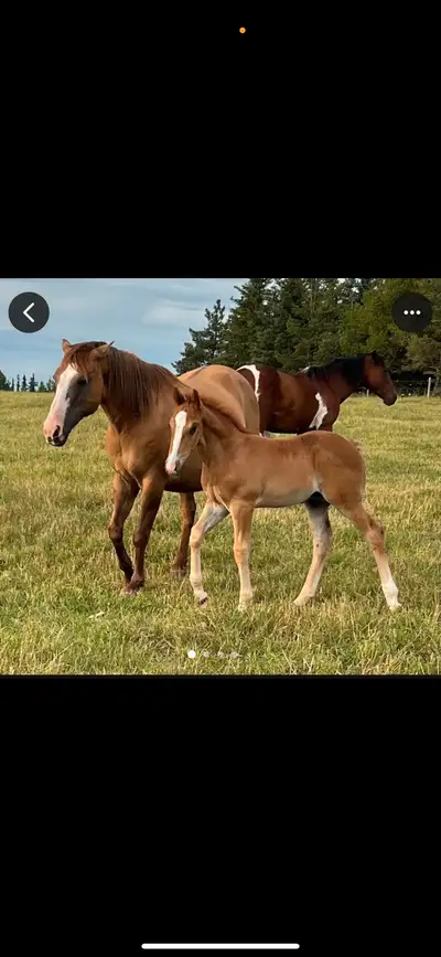 The first photo is of the mom and colt when he was younger, Mare she is registered but the baby is n...