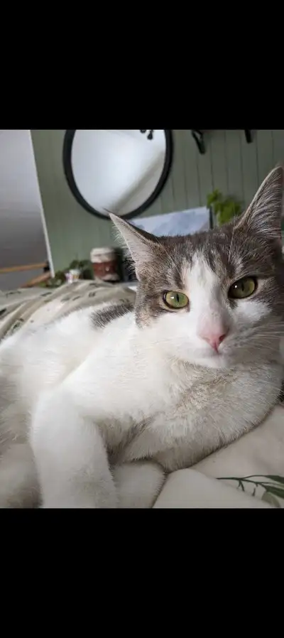 Chatte 3 ans opérée non dégriffée, View more