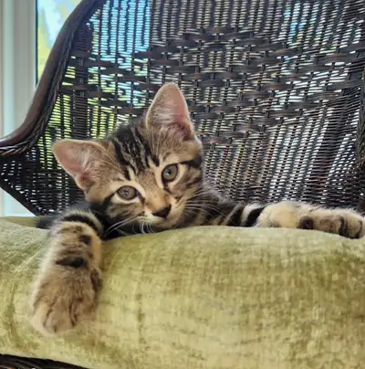 Adorables chatons, View more