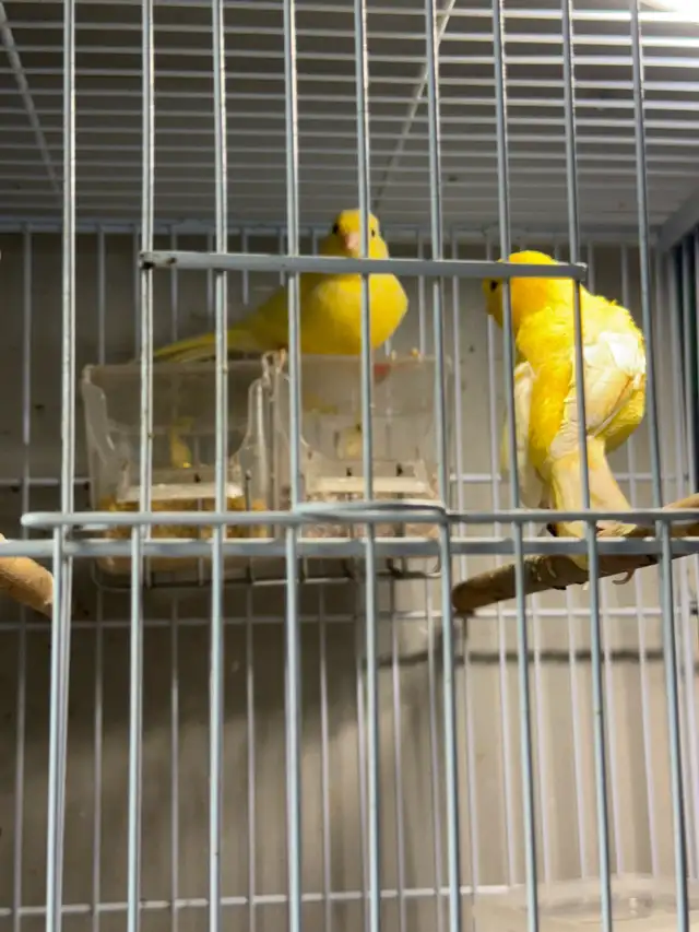 canaries in Other in City of Toronto - Image 4