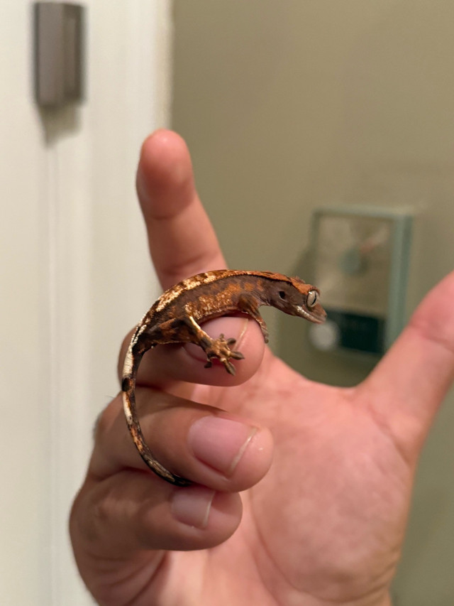 capuccino crested gecko in Reptiles & Amphibians for Rehoming in Vancouver - Image 2