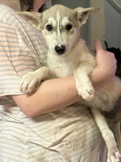 Adorable chiot husky, View more