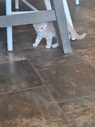 kittens for sale, View more